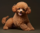 Poodle Puppies For Sale Florida Fur Babies
